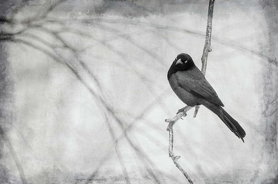 Grackle -  Black and White Photograph by Susan McMenamin