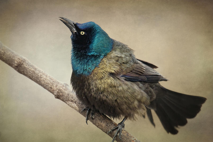 Grackle Cackle Photograph by Jane Kaufman Grackle Cackle Photograph by Jane Kaufman