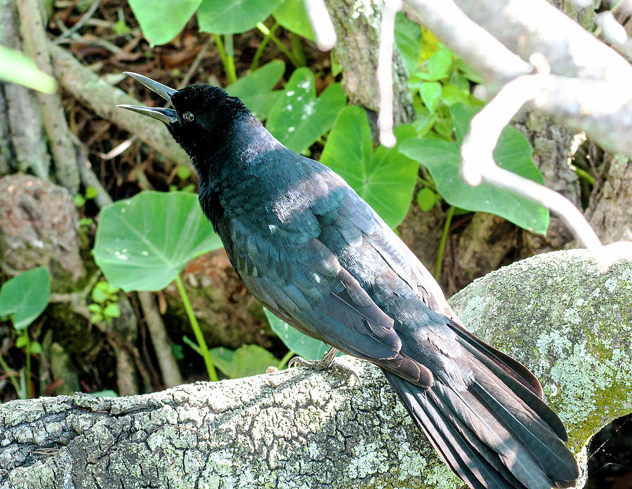 Nature Photograph - Grackle Cackle by Norman Johnson