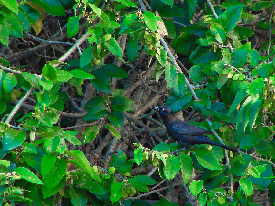 Grackle Photograph by Carl Moore
