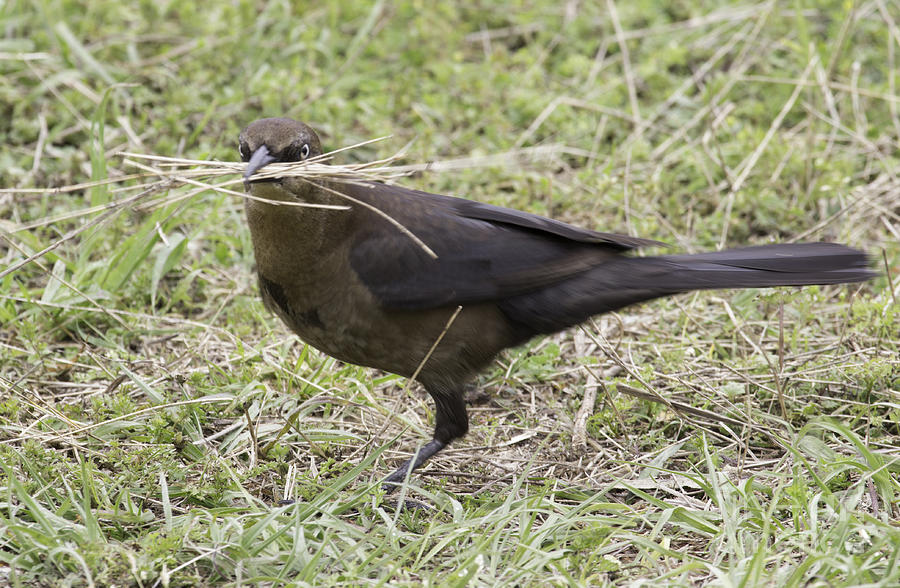 Greedy Grackle Photograph by Jeannette Hunt
