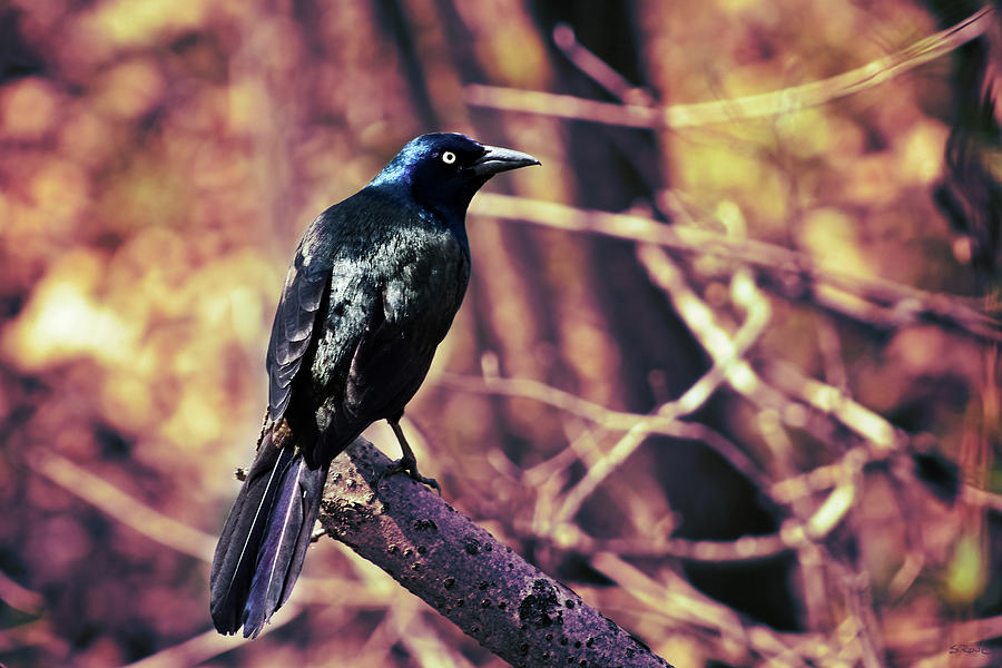 Grackle in The Forest Photograph by Shawna Rowe