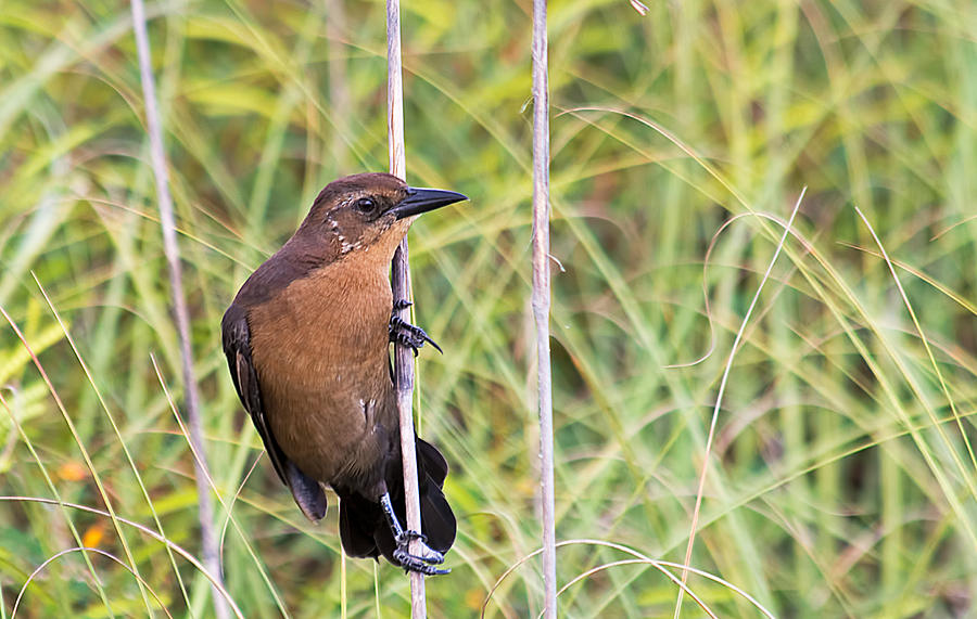 Grackle In The Reeds Photograph by Kenneth Albin