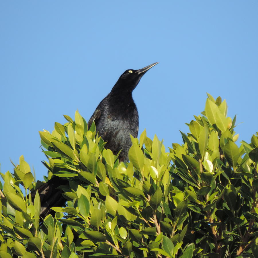 Grackle in the Tree Top Photograph by Bill Tomsa
