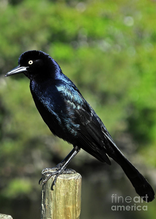 Grackle Photograph by Lydia Holly