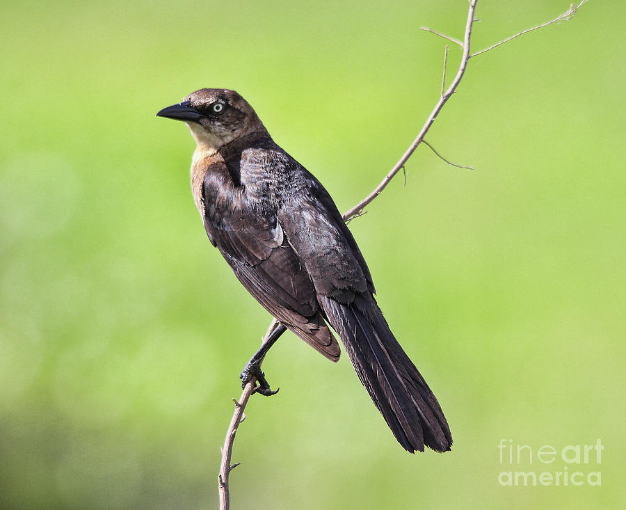 Grackle  Photograph by Michelle Tinger