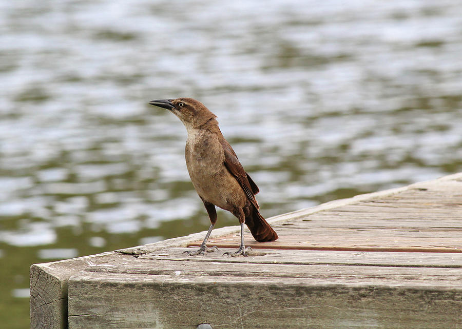 Grackle on a Dock Photograph by Alison Frank