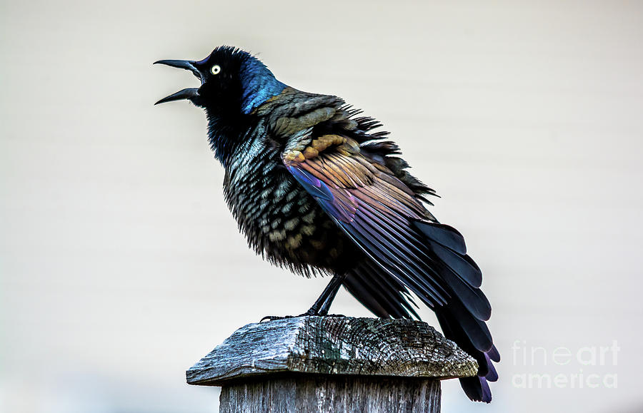 Grackle on Display Photograph by Cheryl Baxter