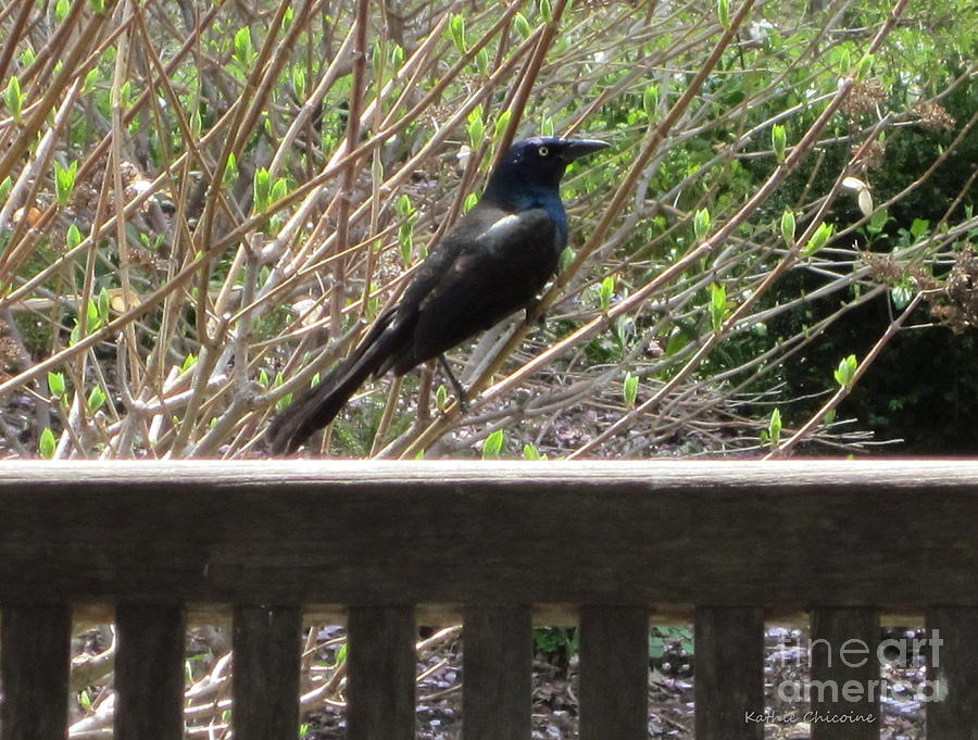 Grackle on Fence Photograph by Kathie Chicoine