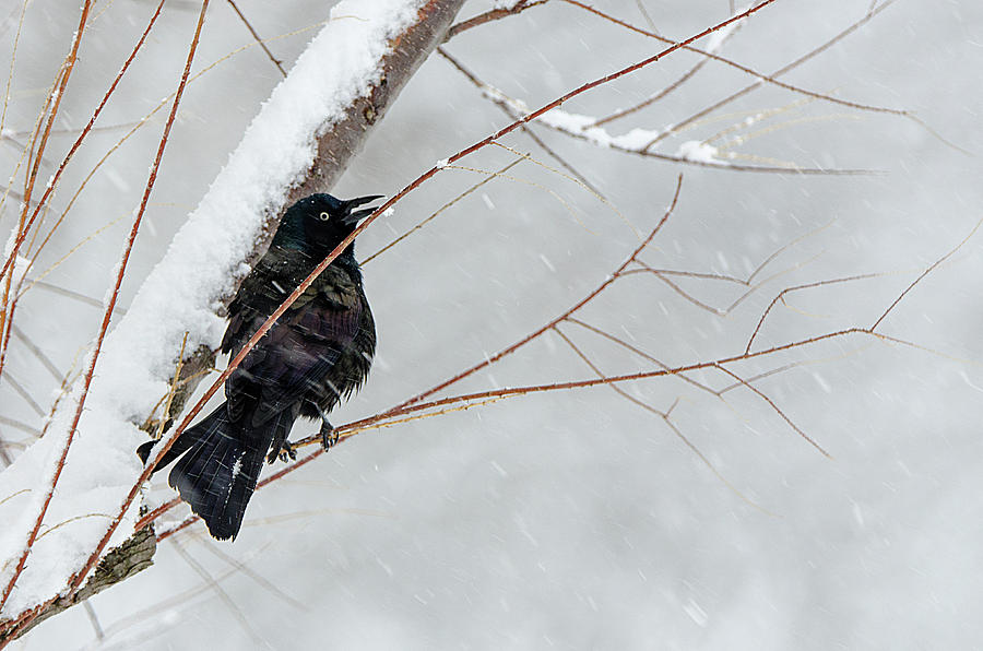 Grackle Perched In The Snow Photograph by Susan McMenamin