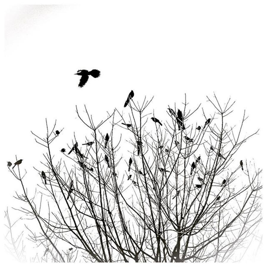 Bird Photograph - #grackle Pt. II #bird #silhouette #mydtd by Alexis Fleisig