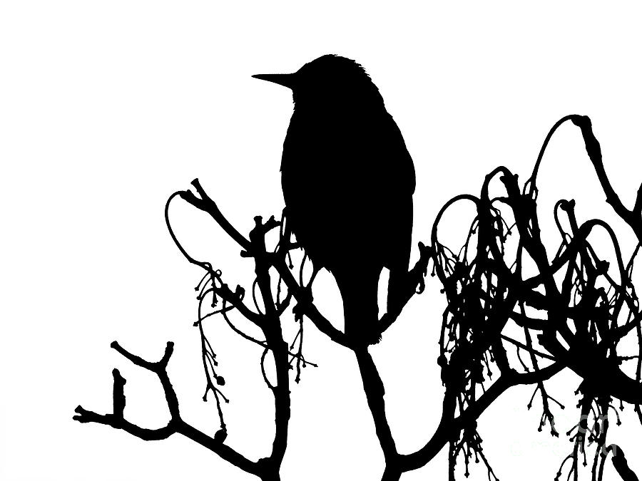 Grackle Silhouette Photograph by Beth Myer Photography