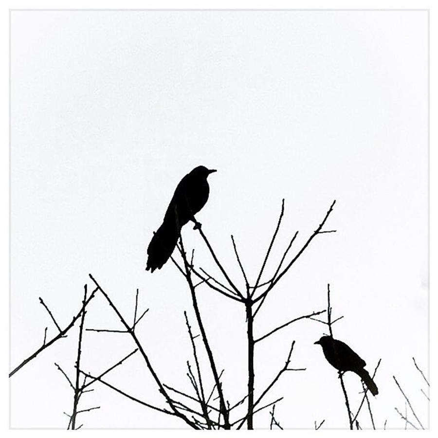 Bird Photograph - Grackle Singing In The Dead Of Night by Alexis Fleisig