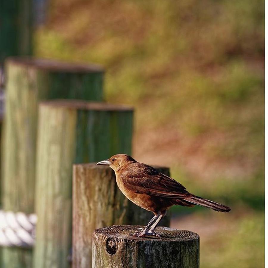 Wildlife Photograph - Grackle Sitting On A Piling  by Marvin Reinhart