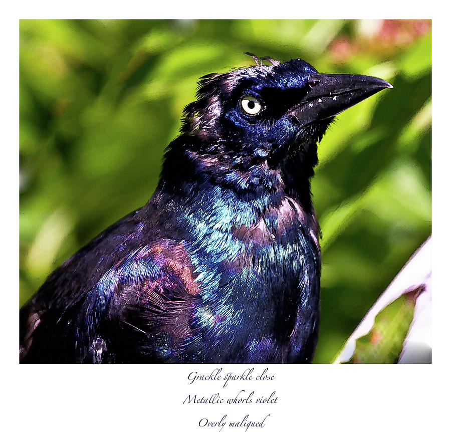 Grackle Sparkle Haiku Photograph by Constantine Gregory