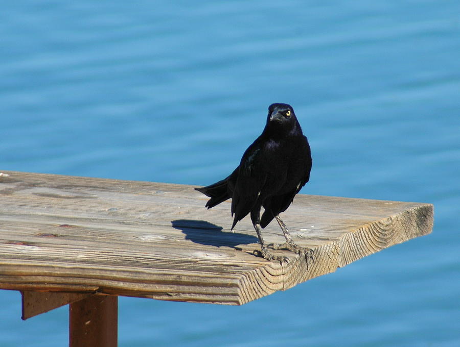 Nature Photograph - Grackle by Teresa Stallings