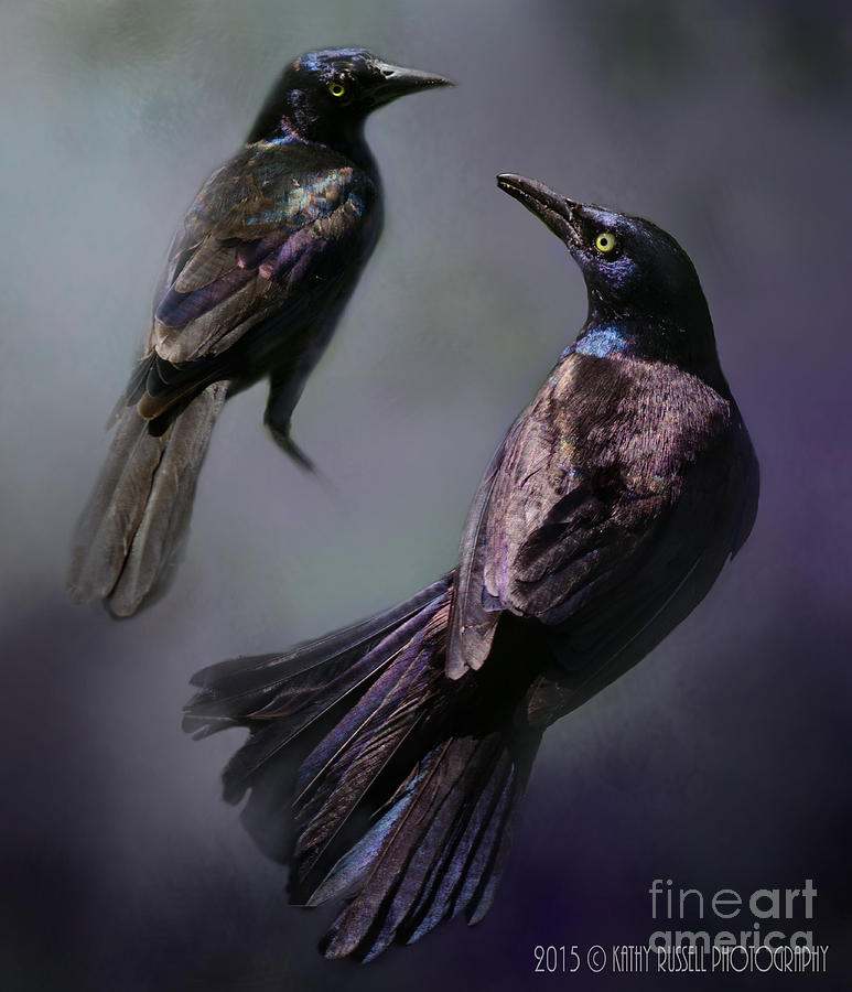 Grackles Study Photograph by Kathy Russell