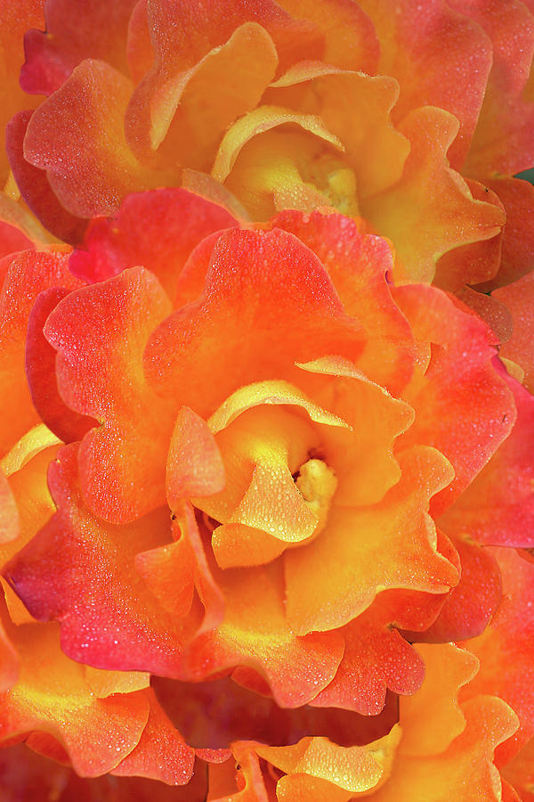 Gradients of a Rose Photograph by Vanessa Thomas