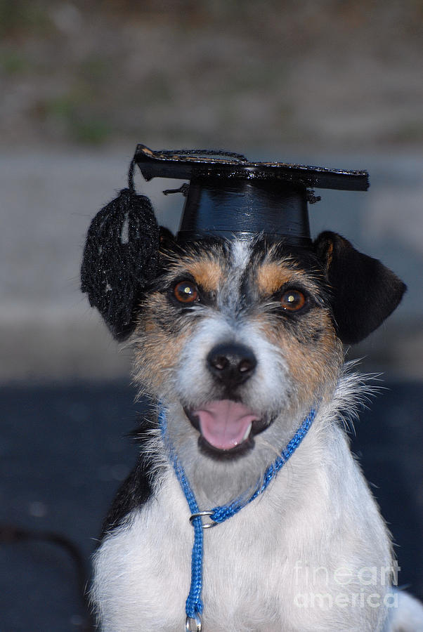 Jack Russell Terrier Photograph - Graduation by David Campione