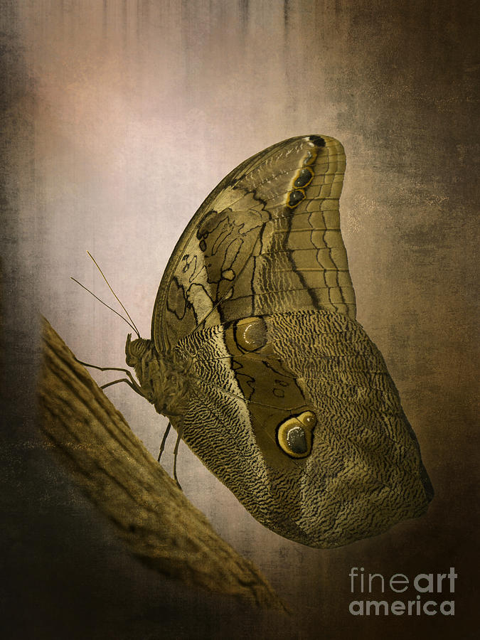 Graffic Owl Butterfly Photograph by Inge Riis McDonald