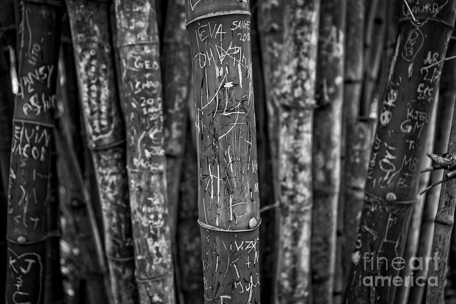 Graffiti laden bamboo black and white Photograph by Edward Fielding