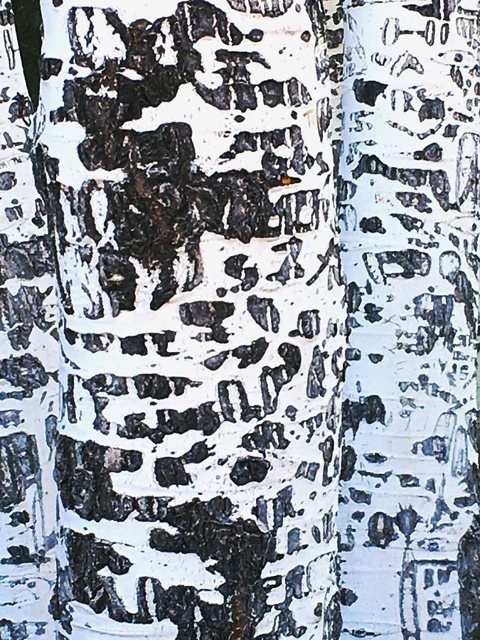 Graffitied Bark No. 1 Photograph by Sandy Taylor