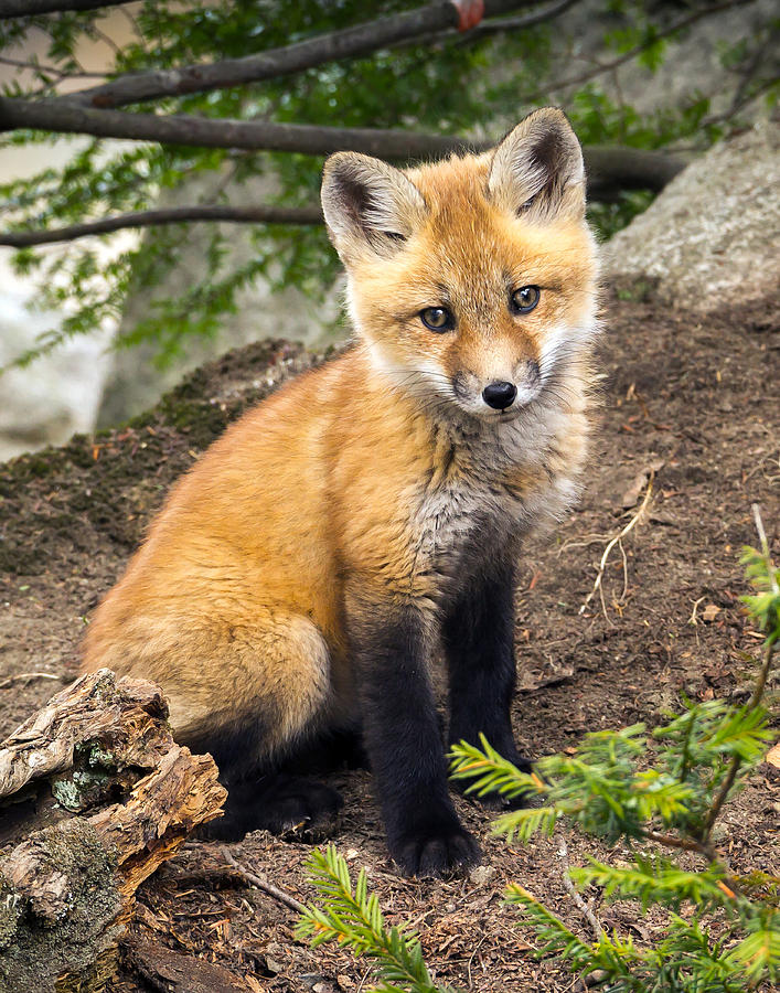 Precious Fox Kit Photograph by John Vose