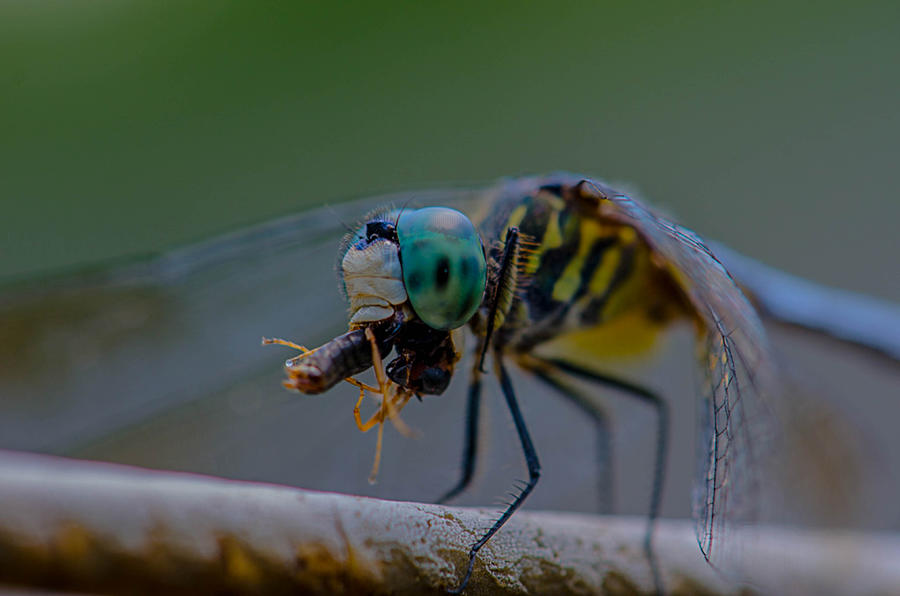 Dragonfly Eating Bug Photograph by Linda Howes