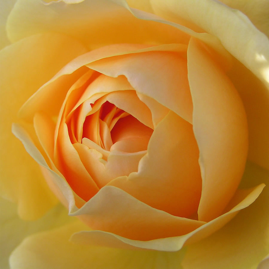 Graham Thomas Old Fashioned Rose by Jocelyn Friis Graham Thomas Old Fashioned Rose by Jocelyn Friis
