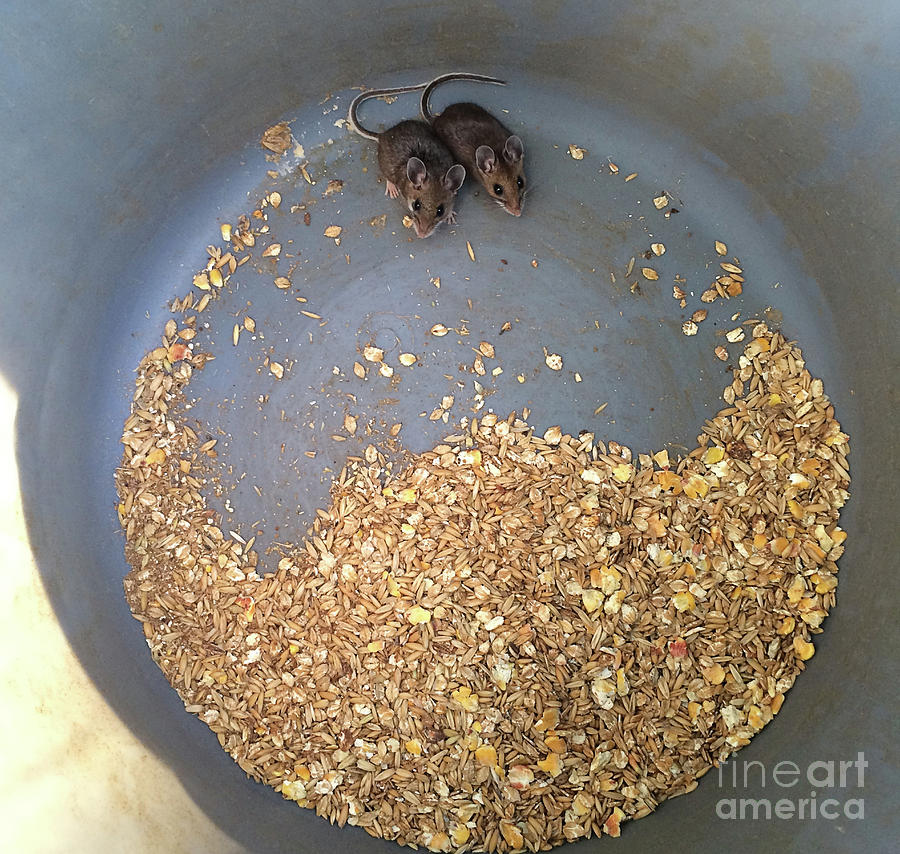 Mouse Photograph - Grain bucket guests by Roland Stanke