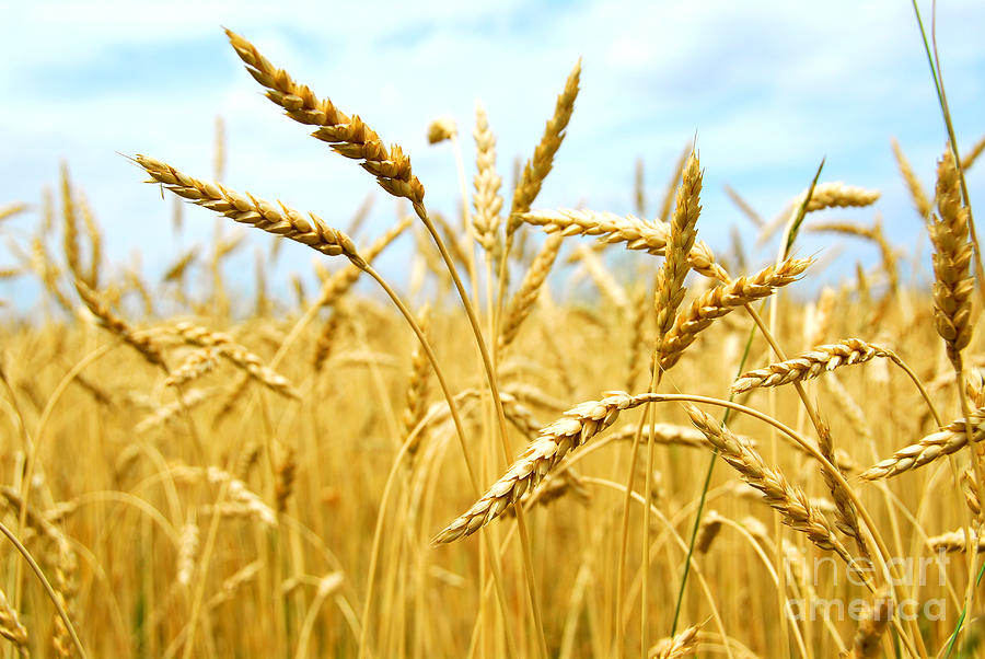 Grain field Photograph by Elena Elisseeva
