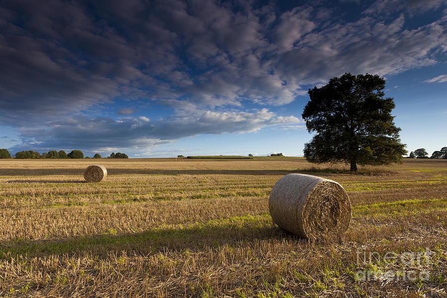 Grain Field With Bales Photograph by Falk Herrmann