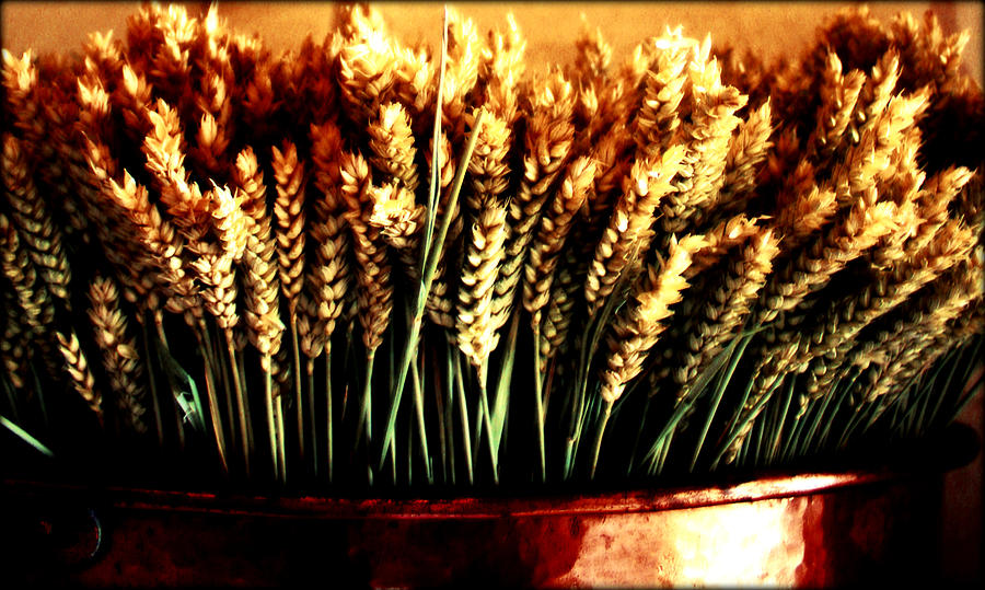 Grain in Copper Pot Photograph by Susie Weaver