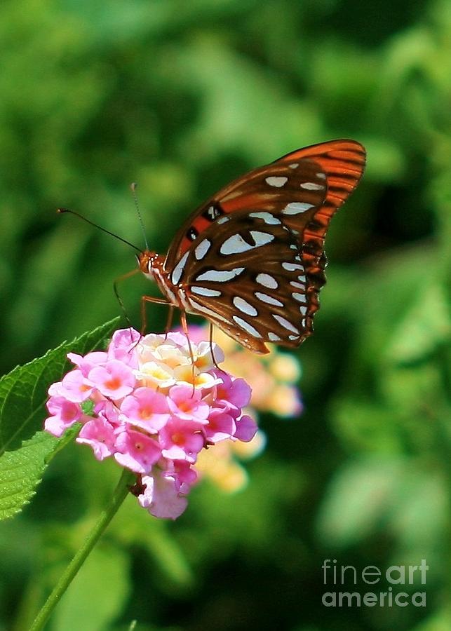 Grams Butterfly Photograph by Robert Wilder Jr