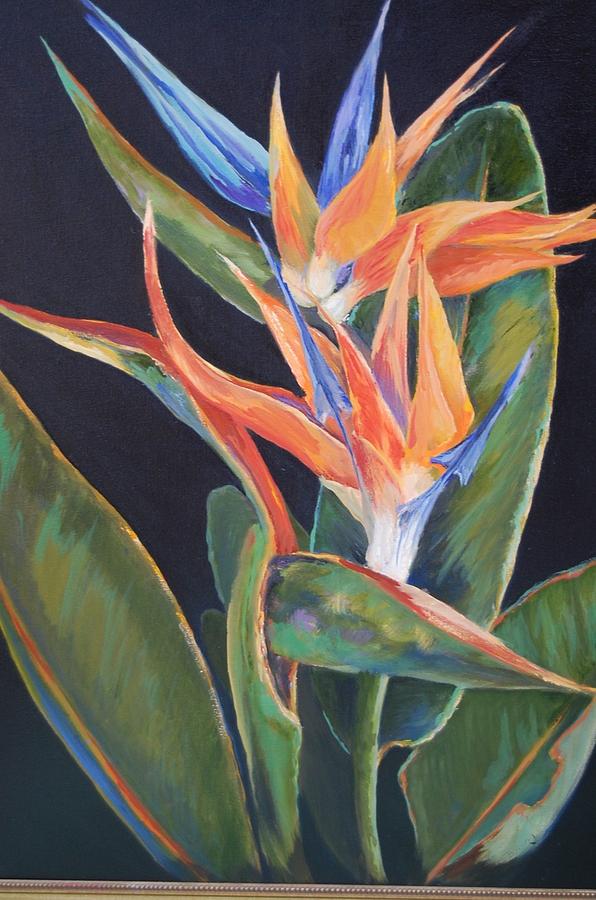 Grand Bird of Paradise Painting by Barbara Young - Fine Art America