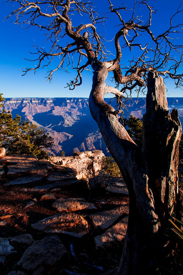 Grand Canyon 27 Photograph by Donna Corless