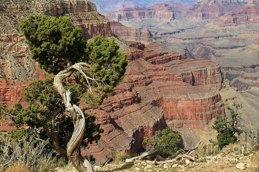 Grand Canyon 5 Photograph by Teresa Zieba