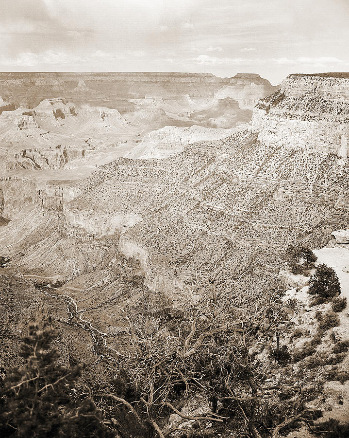 Grand Canyon Arizona Fine Art Photograph In Sepia 3531.01 Photograph by M K Miller