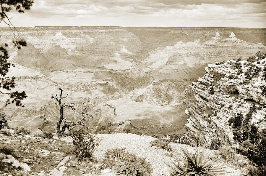 Grand Canyon Arizona Fine Art Photograph In Sepia 3533.01 Photograph by M K Miller