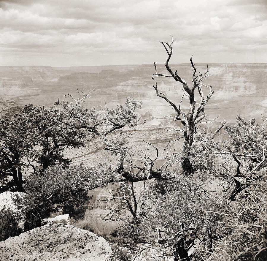 Grand Canyon Arizona Fine Art Photograph In Sepia 3534.01 Photograph by M K Miller