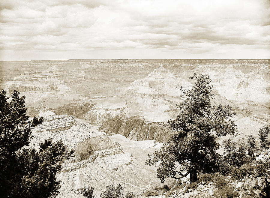 Grand Canyon Arizona Fine Art Photograph In Sepia 3535.01 Photograph by M K Miller