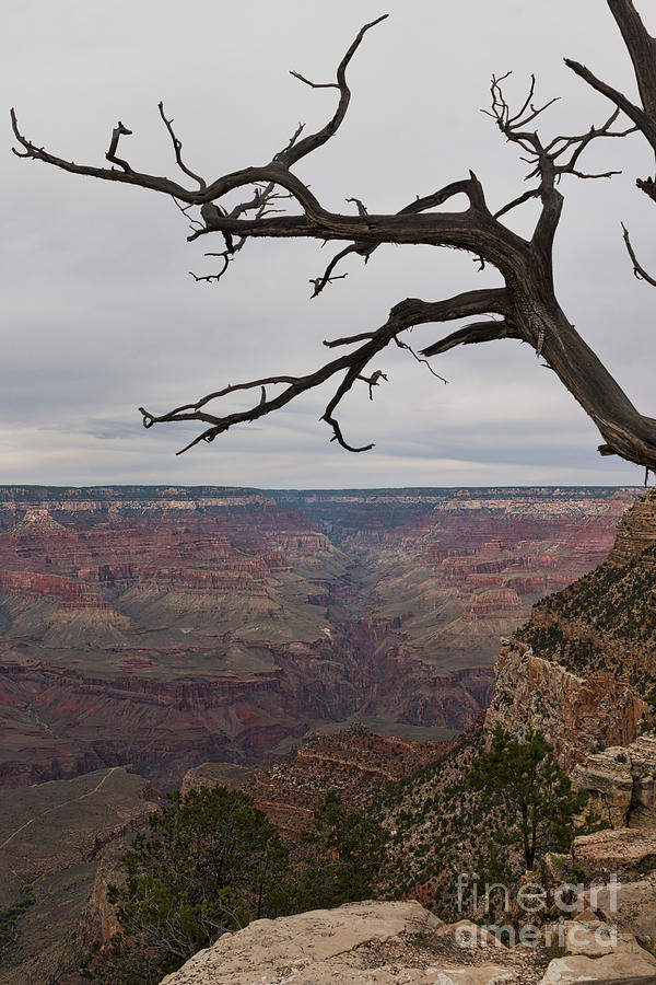 Grand Canyon Branches Photograph by Ana V Ramirez