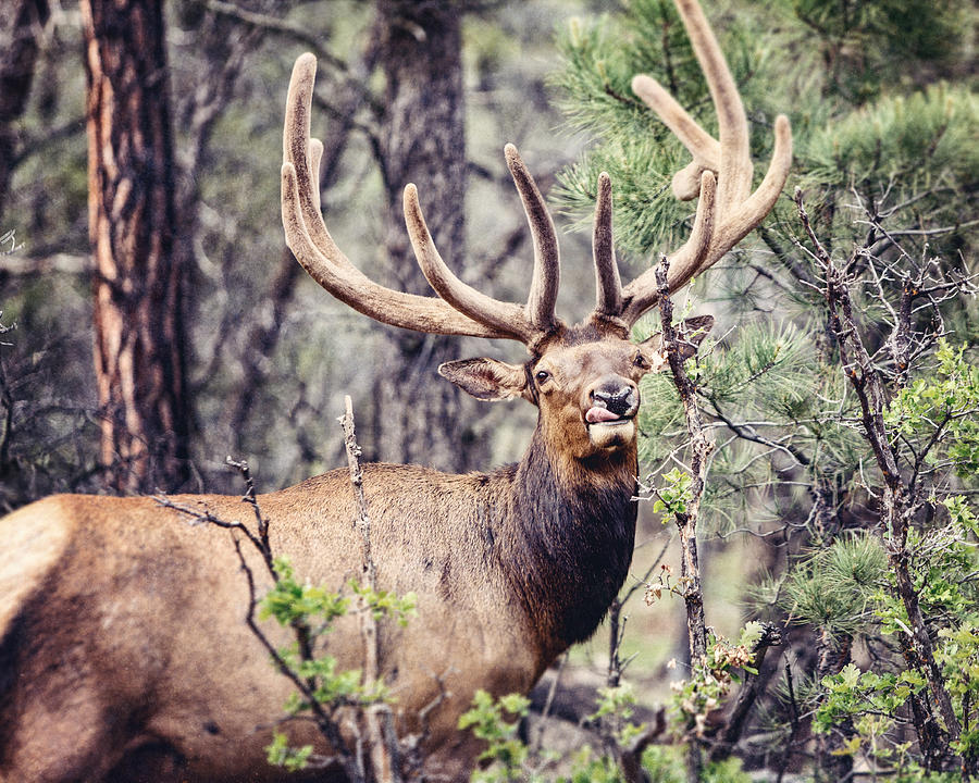 Grand Canyon Bull Elk Photograph by Lisa R - Fine Art America