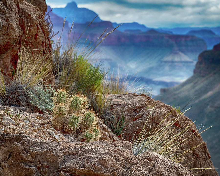 Grand Canyon Cactus Photograph by Phil Abrams