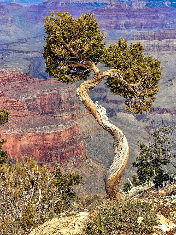 Grand Canyon Cedar Photograph by David Meznarich