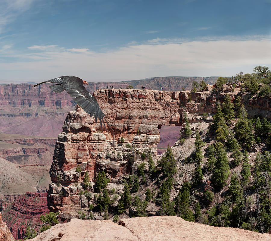 Grand Canyon Condor Photograph by Daniel Hebard