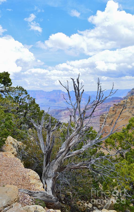 Grand Canyon Corner Photograph by Michelle Welles