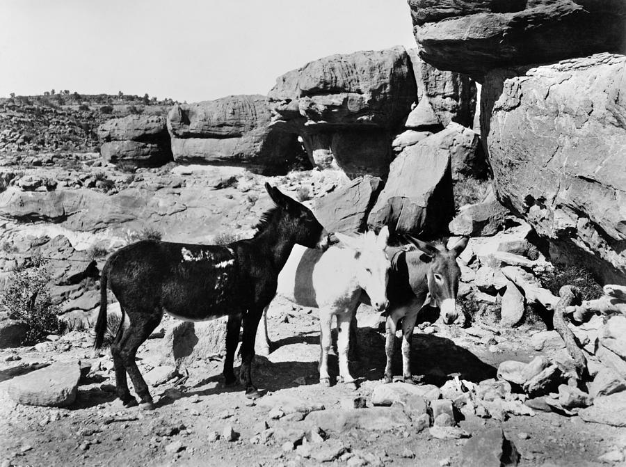 Grand Canyon: Donkeys Photograph by Granger