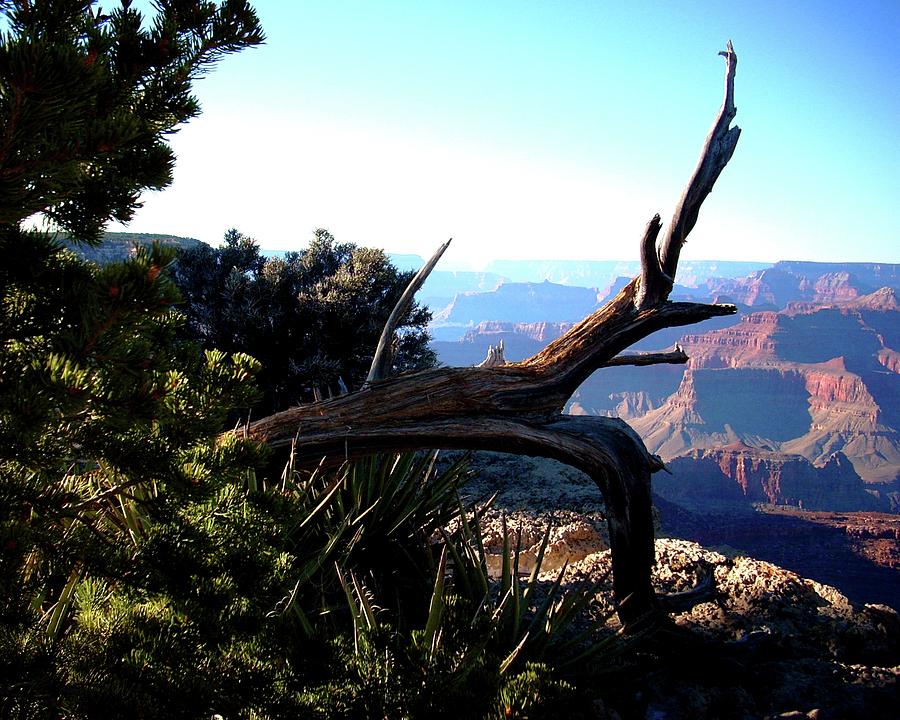 Grand Canyon National Park Photograph - Grand Canyon Fallen Tree View by Matt Quest