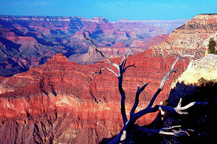 Grand Canyon National Park Photograph - Grand Canyon Glows in Red by George Oze